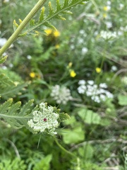 Daucus carota