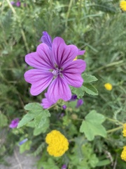 Malva sylvestris
