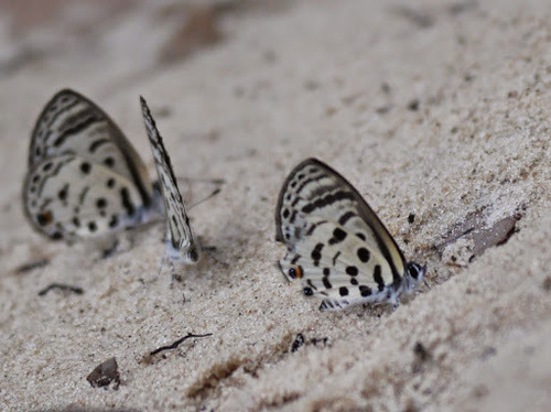 Pale Babul Blue
