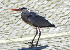 Ardea cinerea