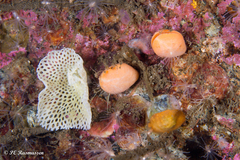 Terebratulina retusa