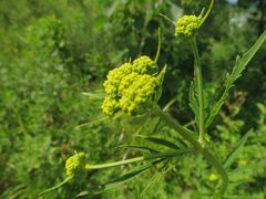 Patrinia rupestris