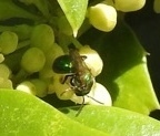 Osmia ribifloris ribifloris