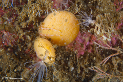Terebratulina retusa