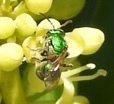 Osmia ribifloris ribifloris