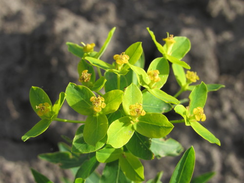 Euphorbia semivillosa