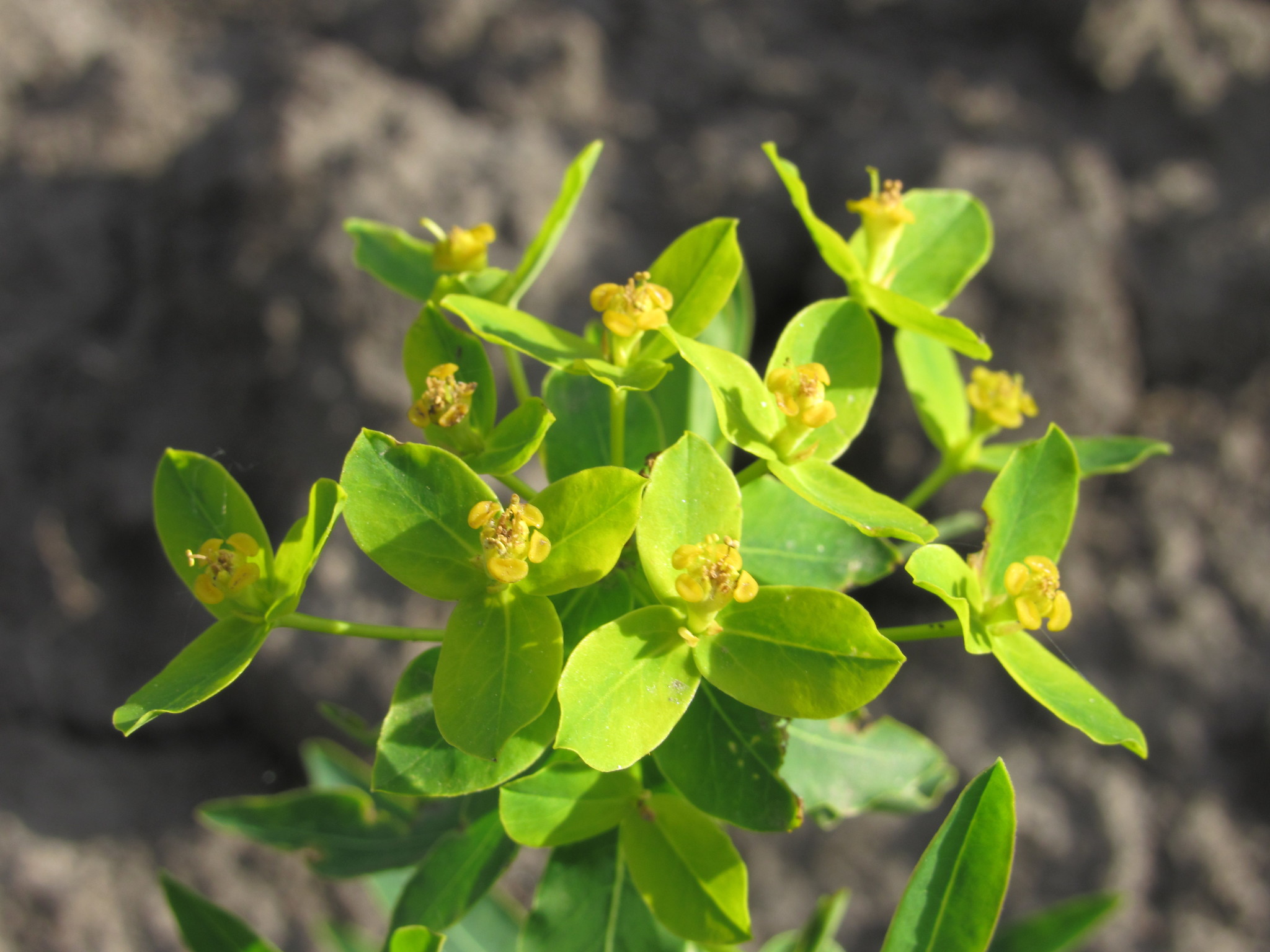 Euphorbia semivillosa