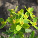 Euphorbia semivillosa - Photo (c) Denis Davydov,  זכויות יוצרים חלקיות (CC BY-NC), הועלה על ידי Denis Davydov