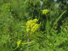 Patrinia rupestris