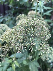 Aegopodium podagraria