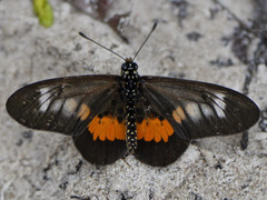 Acraea penelope