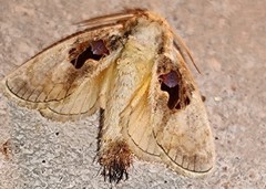 Chalcoscelides castaneipars