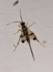 Acaenitinae