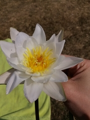 Nymphaea candida