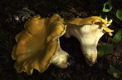 Cantharellus cascadensis
