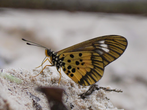 Acraea penelope