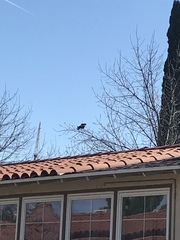 Corvus brachyrhynchos