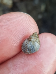 Echinolittorina punctata