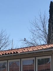 Corvus brachyrhynchos