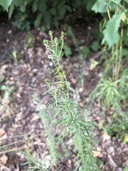 Linaria vulgaris