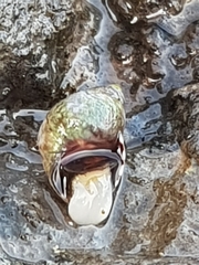 Echinolittorina punctata image