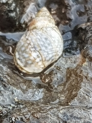 Echinolittorina punctata