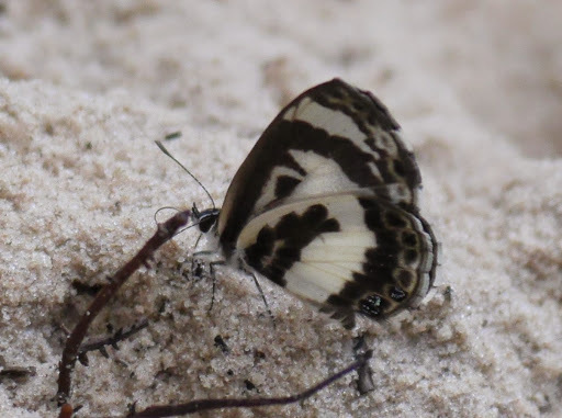 White-banded Babul Blue
