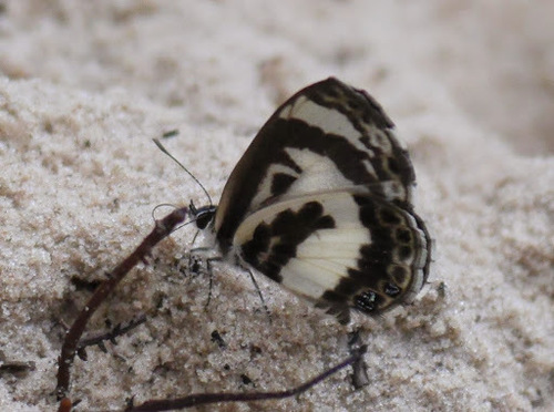 White-banded Babul Blue