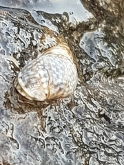 Echinolittorina punctata