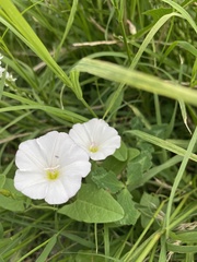 Convolvulus arvensis