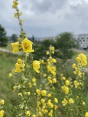 Verbascum