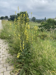 Verbascum