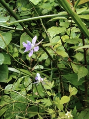Delphinium anthriscifolium