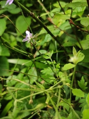 Delphinium anthriscifolium