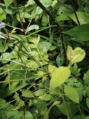 Delphinium anthriscifolium