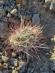 Sclerocactus polyancistrus