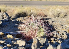 Sclerocactus polyancistrus