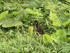 Amaurornis phoenicurus