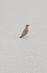 Pycnonotus barbatus barbatus