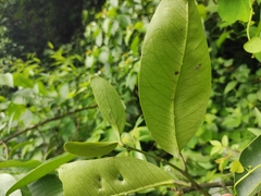 Zanthoxylum dissitum