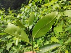 Zanthoxylum dissitum