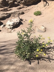 Osteospermum polycephalum