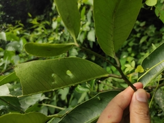 Zanthoxylum dissitum