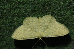 Scopula virgulata