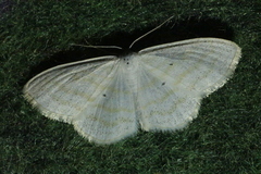 Scopula caricaria