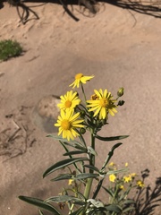 Osteospermum polycephalum