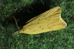 Dichomeris limosellus