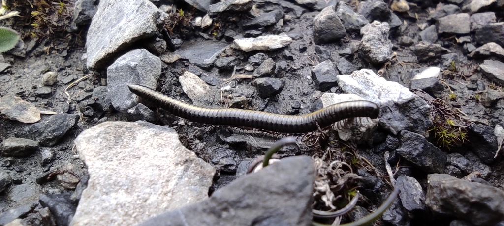 Leptoiulus riparius