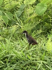 Amaurornis phoenicurus