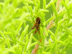 Irantha